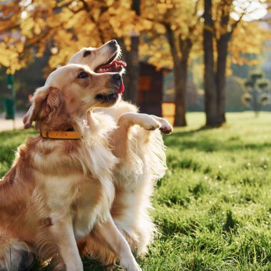 Best Fenced Off-Leash Dog Parks in Denver
