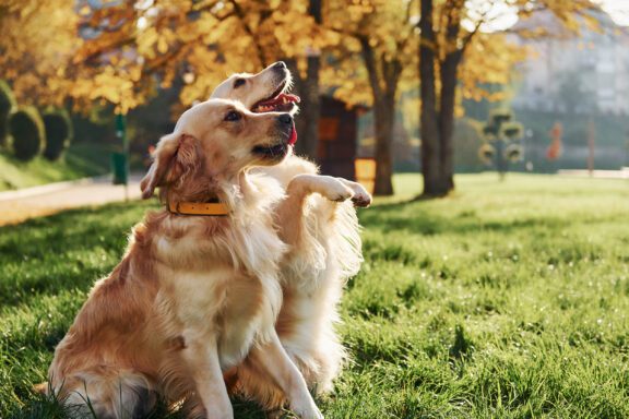 Best Fenced Off-Leash Dog Parks in Denver